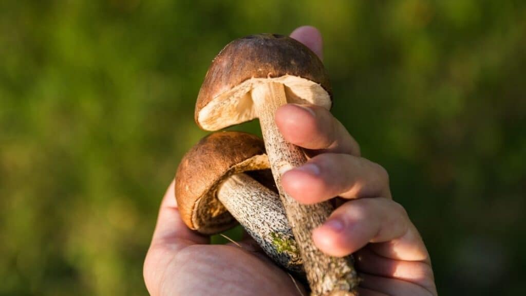 Which wild mushrooms taste the best