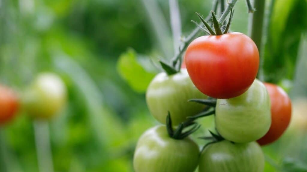 Why Does Tomatoes Give Me Diarrhea