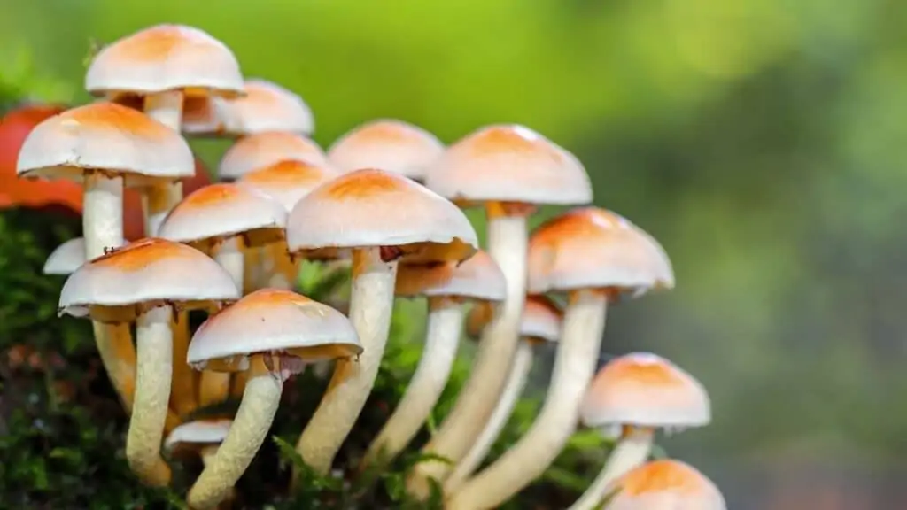 Why don’t mushrooms have green leaves
