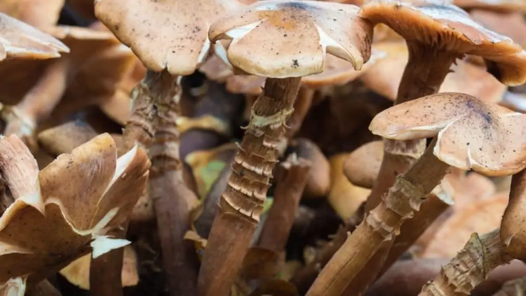 Why don’t people eat mushroom stems