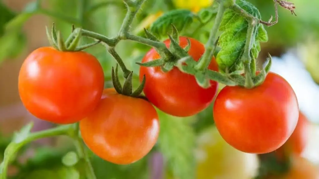 Are Cherry Tomatoes Keto