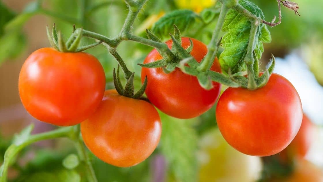 Are Cherry Tomatoes Healthy? [Carbs & Nutrition]
