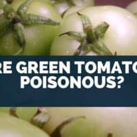 Are Green Tomatoes Poisonous