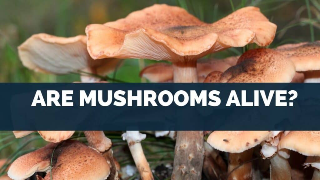 Are Mushrooms Alive