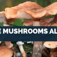 Are Mushrooms Alive