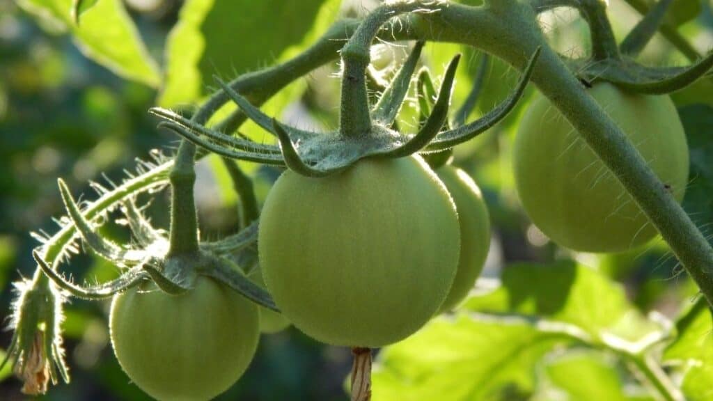 Are Raw Green Tomatoes Safe to Eat