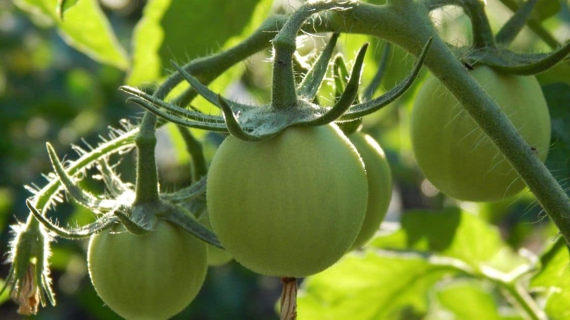 Are Green Tomatoes Poisonous? [Eating Unripe Fruits]
