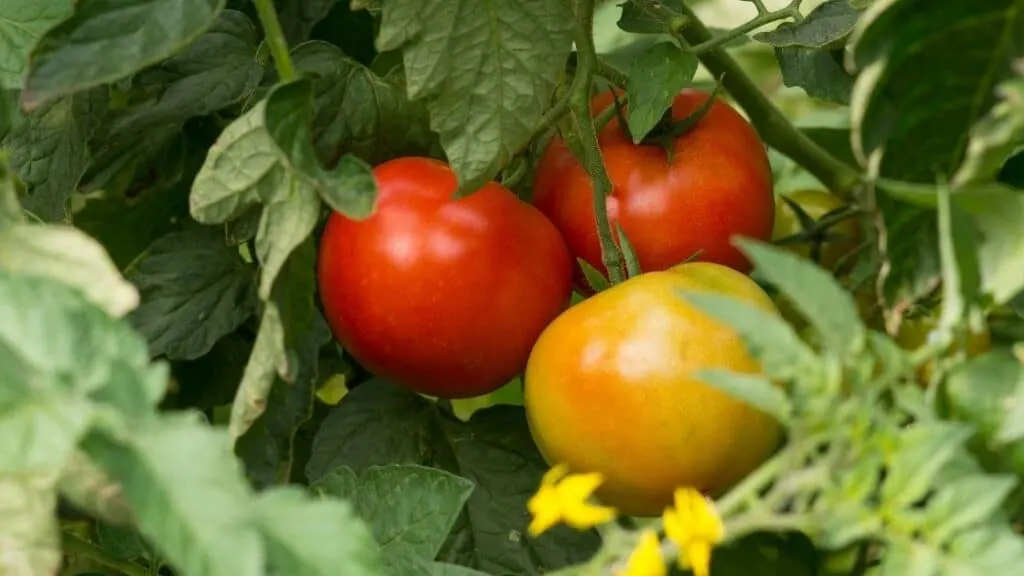 Are Tomatoes High in Carbs and Sugar