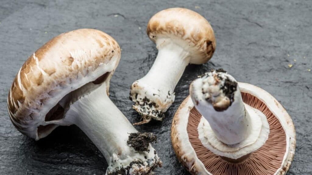 Are mushrooms alive after picking