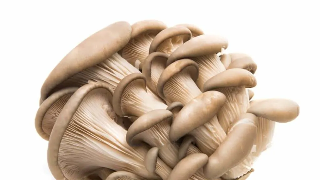 Can I use fresh shiitake mushrooms instead of dried