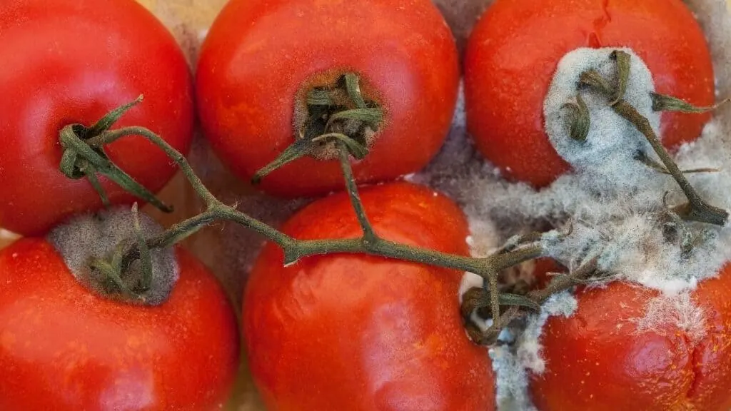 Can You Eat a Tomato with Mold on the Stem