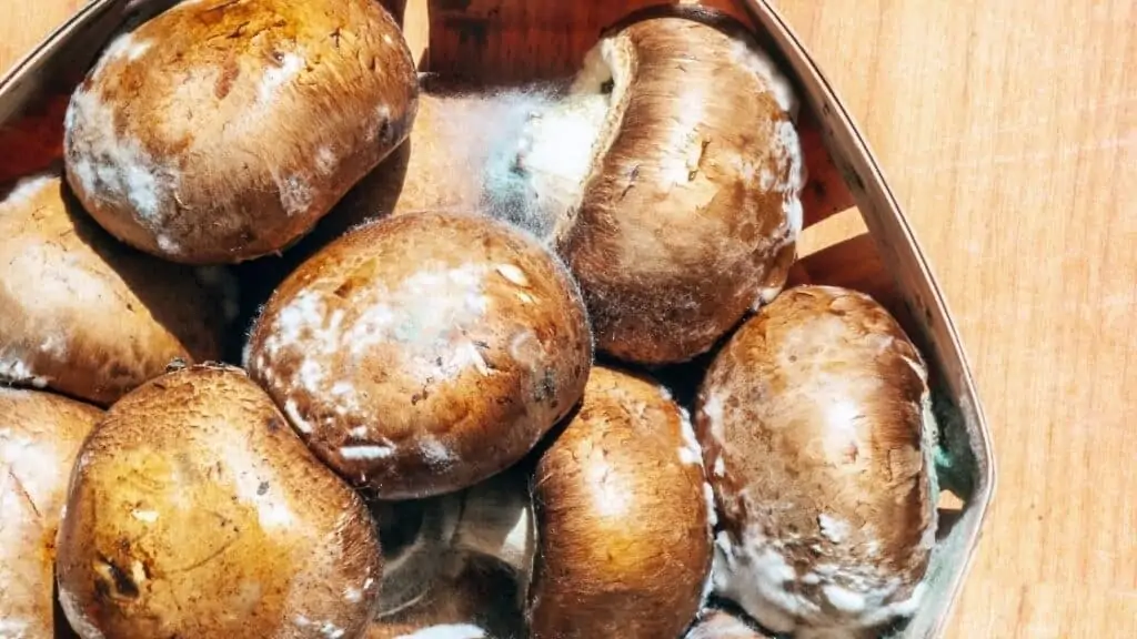 Can moldy mushrooms make you sick