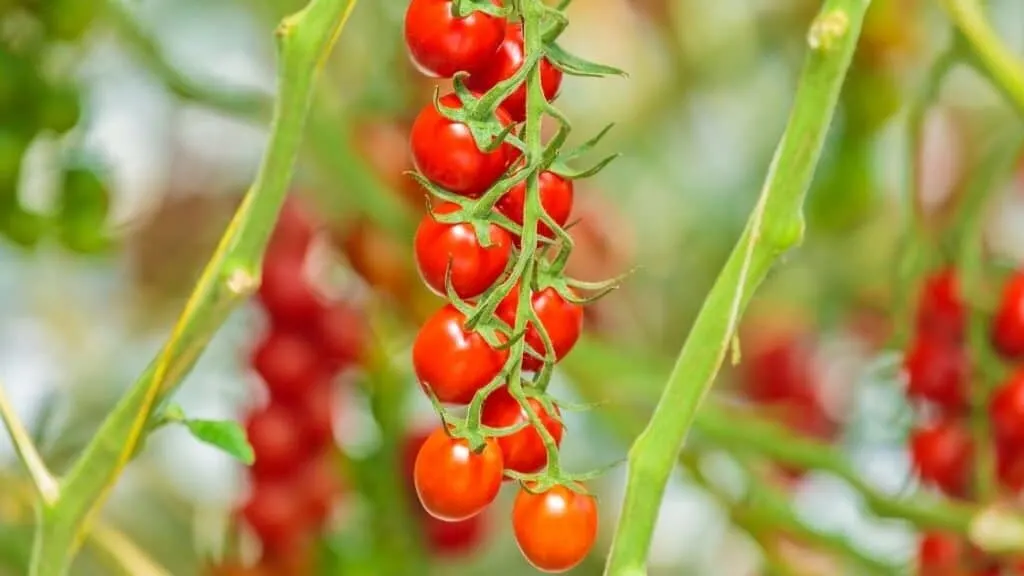 Cherry Tomatoes Nutrition