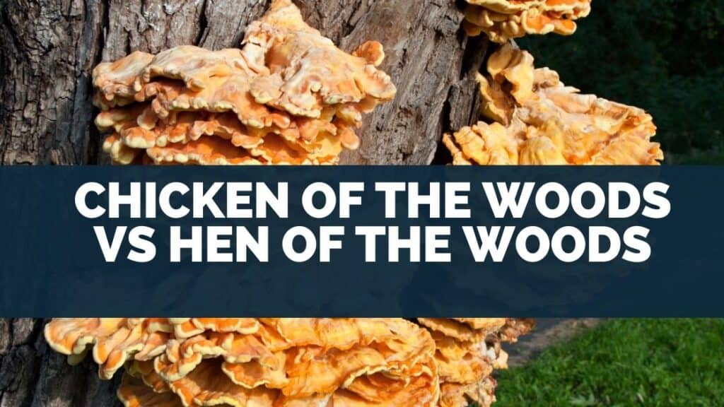 Comparison of Chicken of the Woods and Hen of the Woods Mushroom