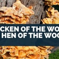 Chicken of the woods vs hen of the woods