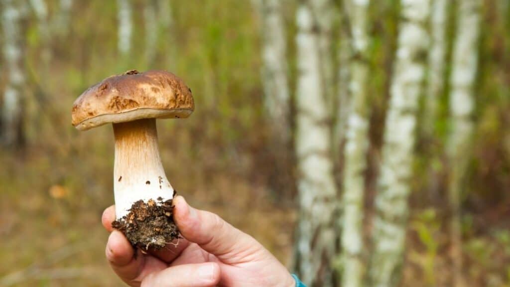 Do mushrooms feel pain