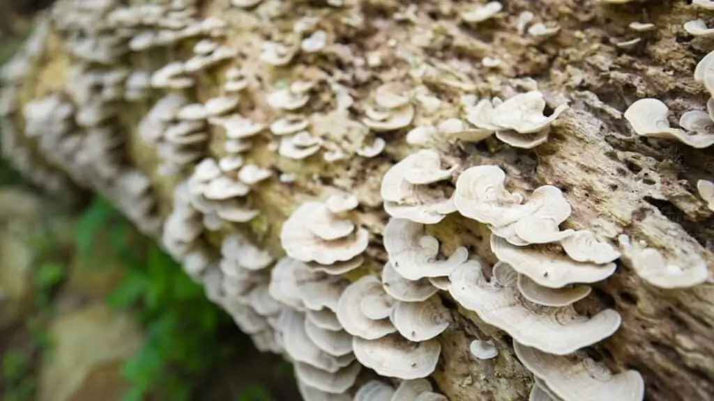 Does hen of the woods taste like chicken