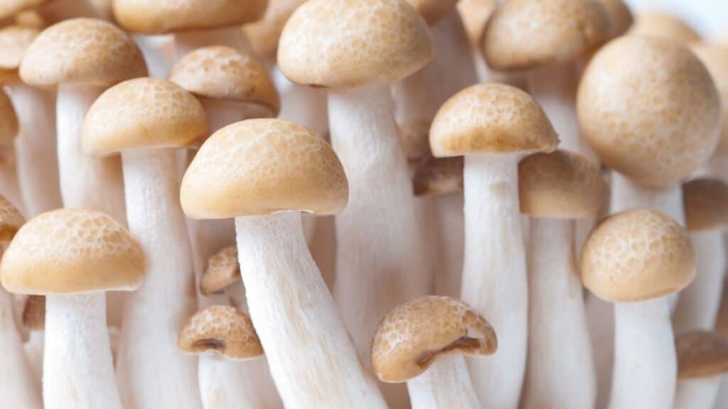 How long do mushrooms stay alive