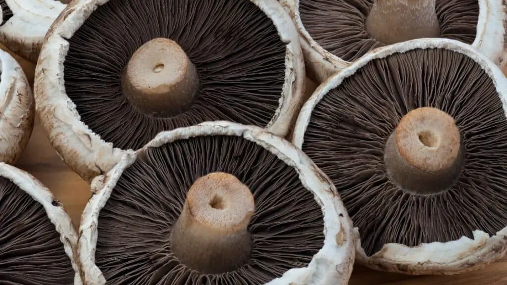 How to tell if portabella mushrooms have gone bad