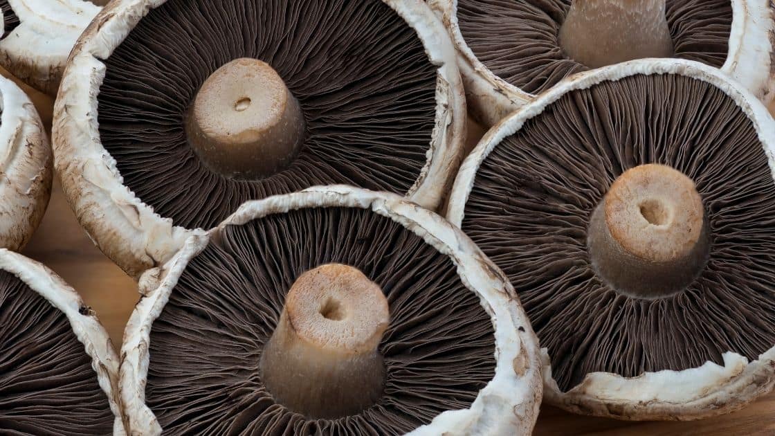 Can You Eat The Gills Of A Portobello Mushroom?
