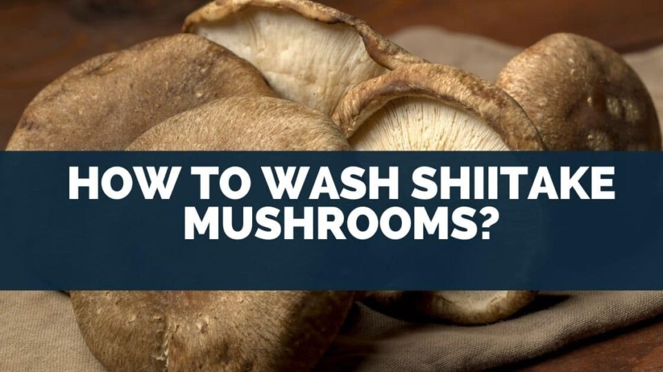 How To Wash Shiitake Mushrooms? [Tips For Cleaning Dried Funghi]