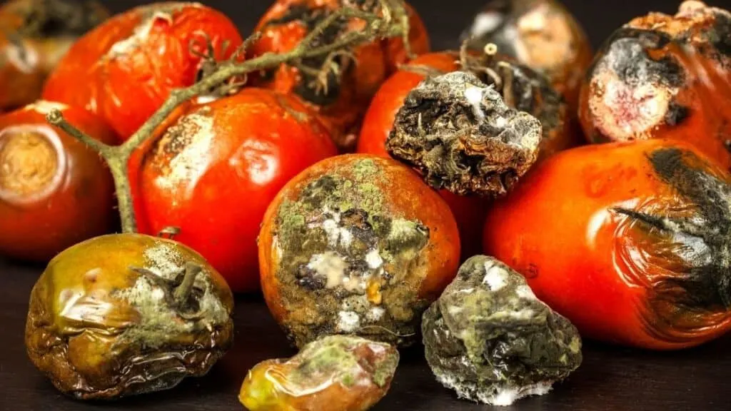 If One Cherry Is Moldy Are the Rest Bad