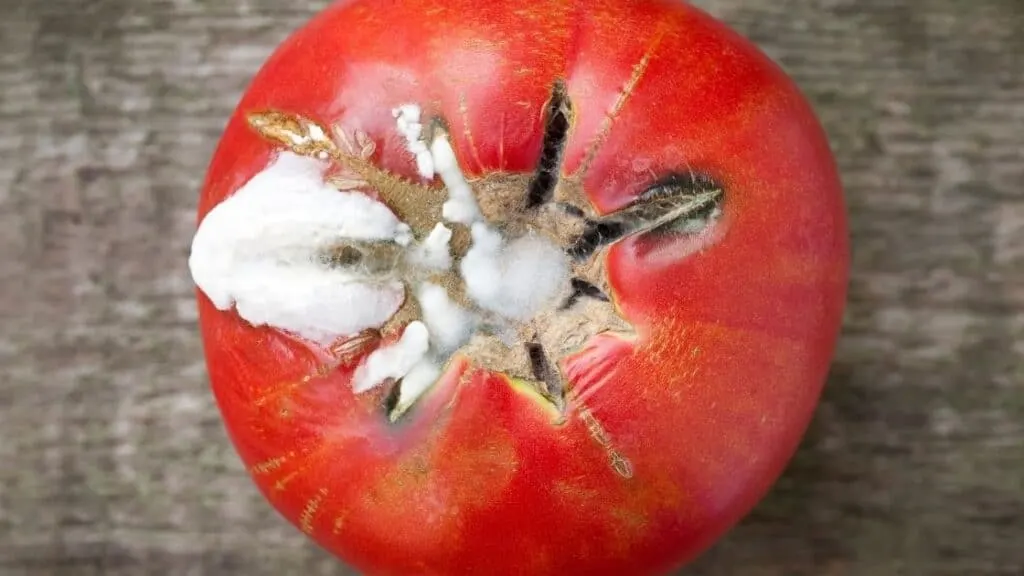 Is It Safe to Cut Mold off Tomatoes