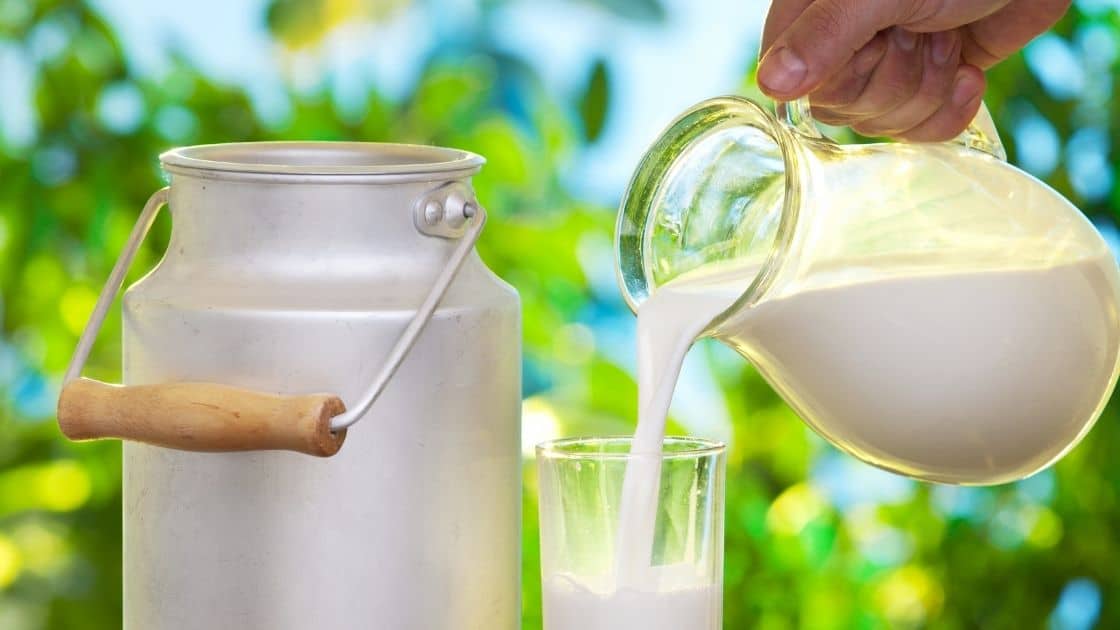 Can I Drink Milk with Onion? [Is it Safe & Are there Benefits] Eat