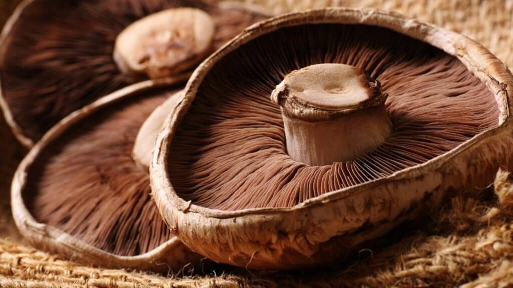 Portobello mushroom danger