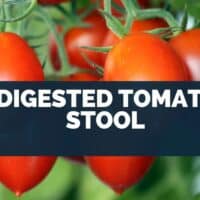 Undigested Tomato in Stool