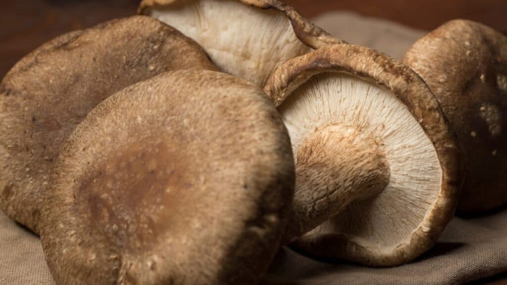What are the healthiest dried mushrooms