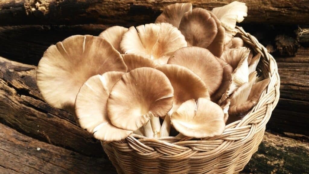 What characteristics determine if mushrooms are alive