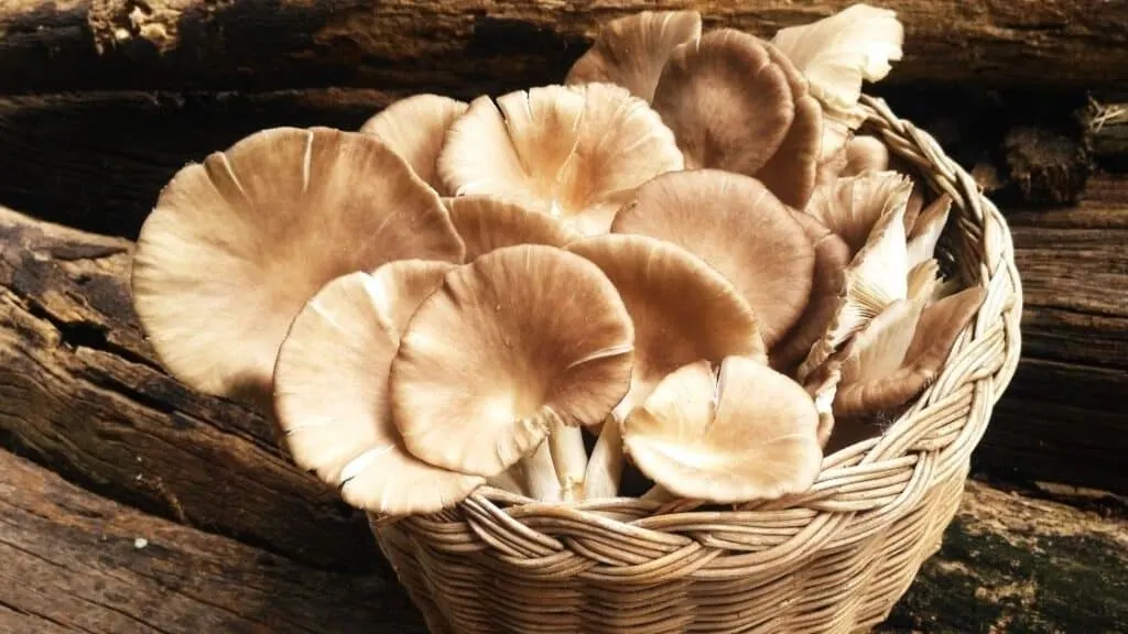 What characteristics determine if mushrooms are alive