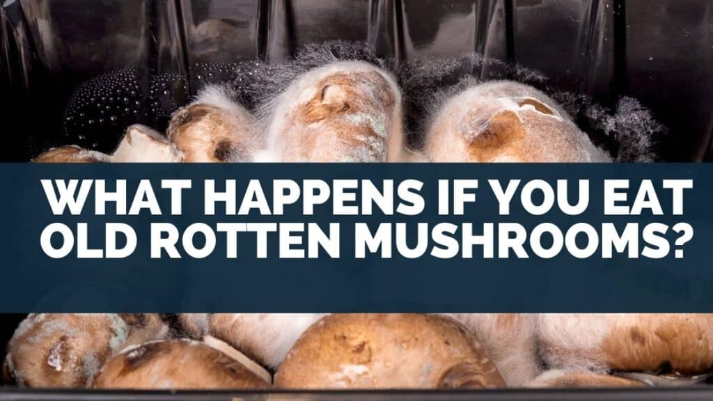 What happens if you eat old rotten mushrooms