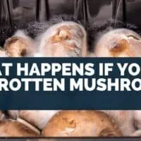 What happens if you eat old rotten mushrooms
