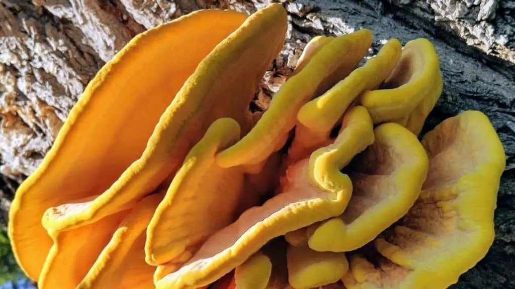 What happens if you eat undercooked chicken of the woods