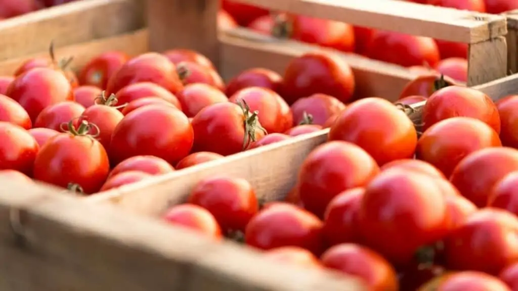 When Did Tomatoes First Come To Italy