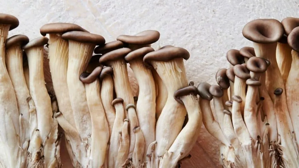 Are Mushroom Stems Nutritious