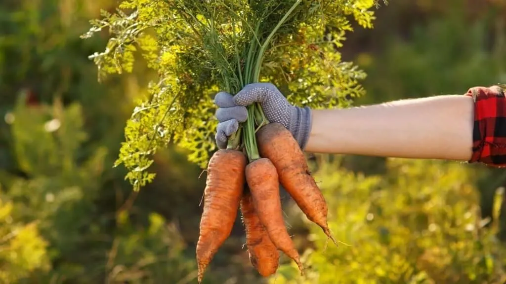 Are carrots roots