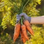 Are carrots roots