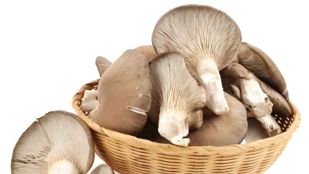 Are oyster mushrooms supposed to be bitter