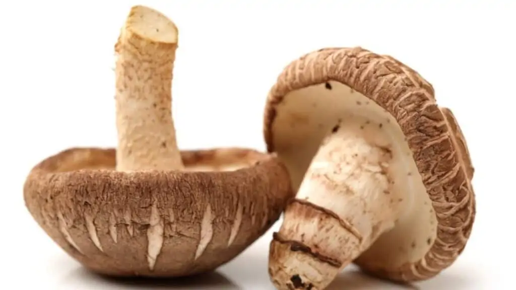 Best mushroom for acid reflux