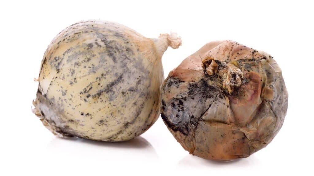 Black Spots on Onion