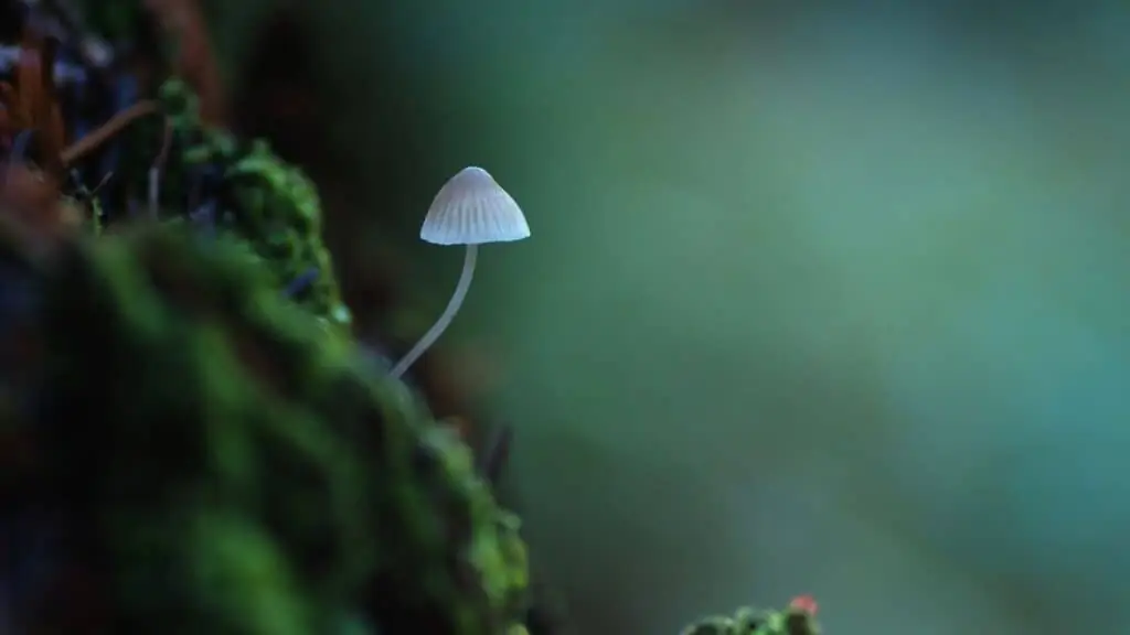 Blue Mycena Mushroom Facts