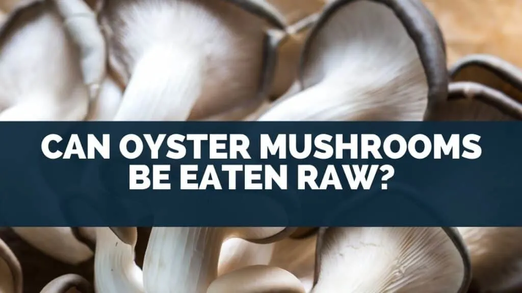 Can Oyster Mushrooms Be Eaten Raw