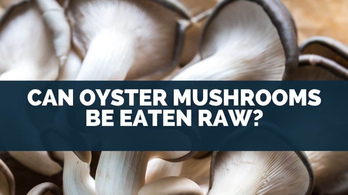 Can Oyster Mushrooms Be Eaten Raw [Will You Get SICK]
