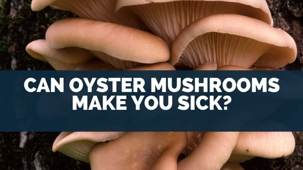 Can Oyster Mushrooms Make You Sick