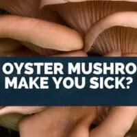 Can Oyster Mushrooms Make You Sick