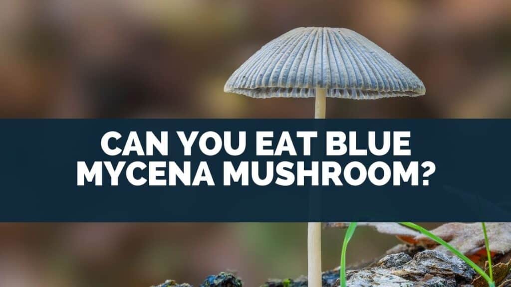 Can You Eat Blue Mycena Mushroom?