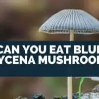 Can You Eat Blue Mycena Mushroom?